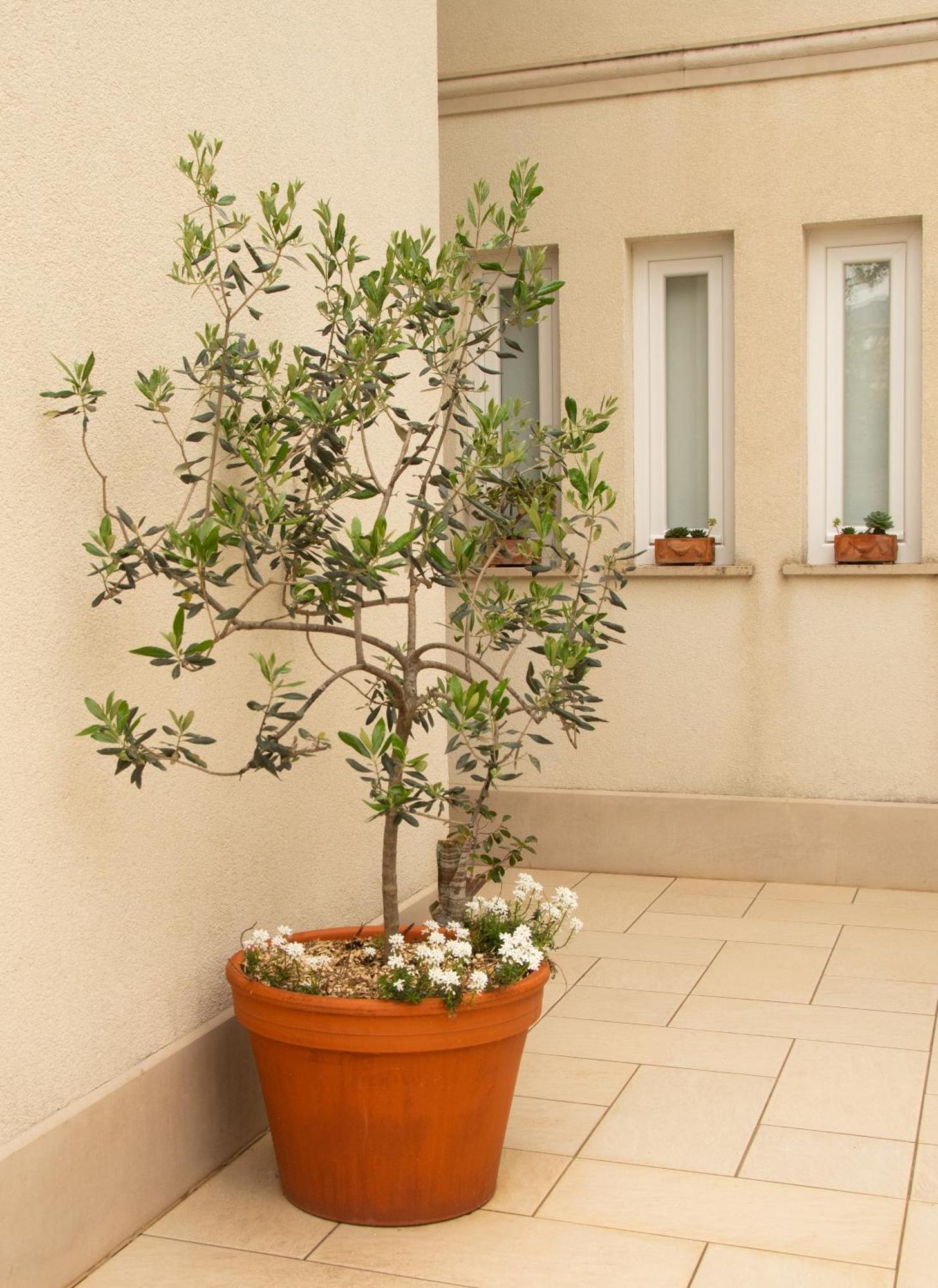 Mokošica Villa Casia מראה חיצוני תמונה